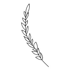 Monochrome Line Art Wheat Ear Vector Illustration