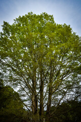 Top of a Giant Willow Oak Tree