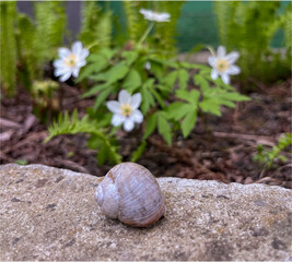 grape snail in the garden in spring