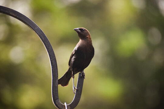 Brown-Headed Cowbird on Metal Birdfeeder Hook