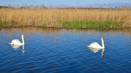 A pair of great white whooper swans swims in a lake with reflection in the water. Beautiful, noble,...