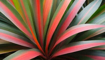 Leaf or plant Cordyline fruticosa leaves calming coral colorful vivid tropical nature background