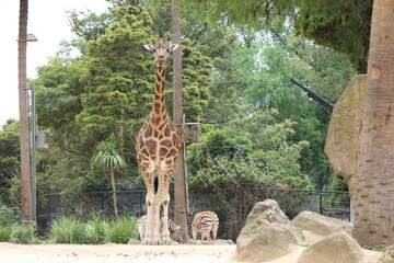 giraffe in zoo Giraffe: The magic of nature in amazing shots A large giraffe. Giraffe walking....