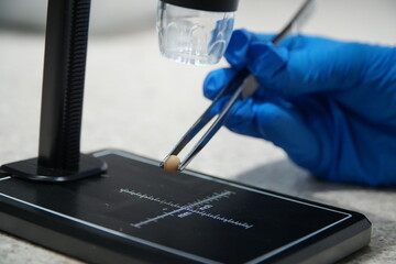 Soybean seed being analyzed under a digital microscope