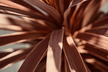 Close-up of colorful red Cordyline plants.