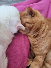 chats © Laurie