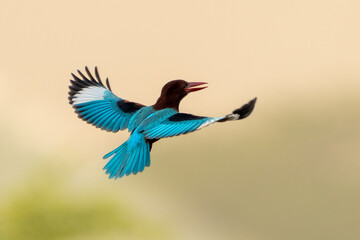 White-throated Kingfisher (Halcyon smyrnensis) in flight, also known as the white-breasted...
