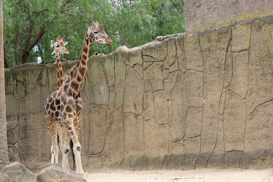 Giraffe: 'Nature's magic' in amazing footage - two giraffes standing at the zoo A large giraffe. Giraffe walking. Masai giraffe
