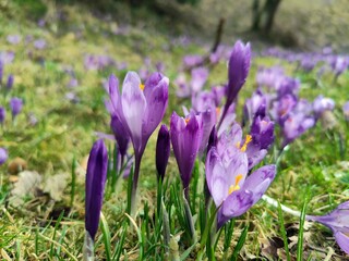 Purple crocus flowers in spring - mountain flora - mountains landscape