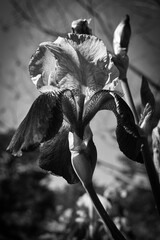 Grayscale Bearded Iris Flower Spring Garden