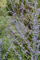 Blauraute,  Perovskia atriplicifolia,  'Blue Spire'