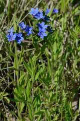 Blaurote Steinsame,  Aegonychon purpurocaeruleum