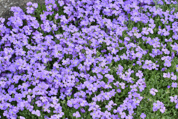Blaukissen,  Gartenblaukissen,  Aubrieta -Hybride,  Aubrietien