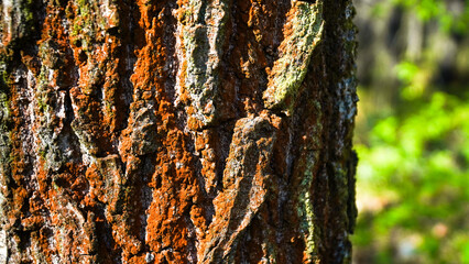 wood straight 1