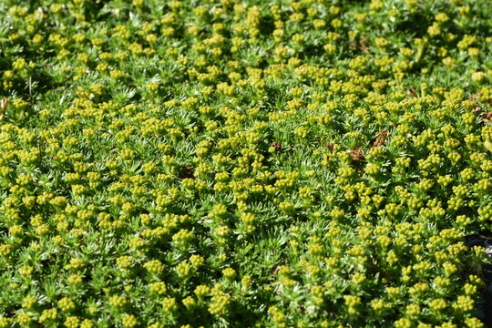 Blühender flachwüchsiger, polsterbildender Andenpolster,  Azorella trifurcata, Pflanzen in einem Steingarten