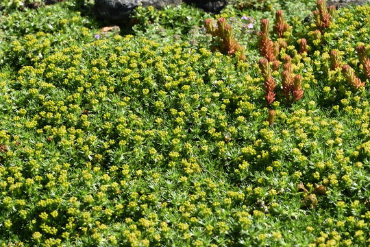 Blühender flachwüchsiger, polsterbildender Andenpolster,  Azorella trifurcata, Pflanzen in einem Steingarten