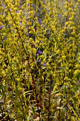 Obraz premium Band- Goldrute, Solidago caesia