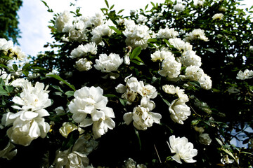 White Rose Flowers Spring Garden