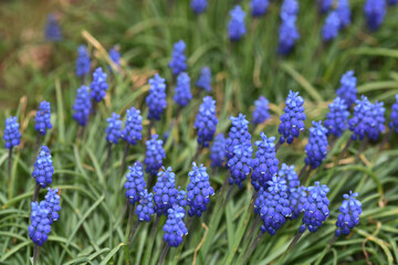 Traubenhyazinthe,  Muscari armeniacum