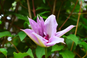 Purple Pink Clematis Vine Flower Opening Spring Garden
