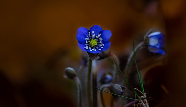 Blue fabolous spring flowers are blooming