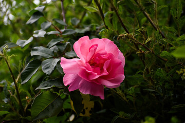 Bright Pink Rose Flower Spring Garden