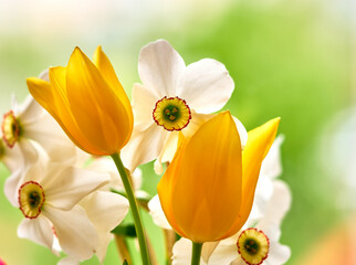 tulip flowers growing on a white background