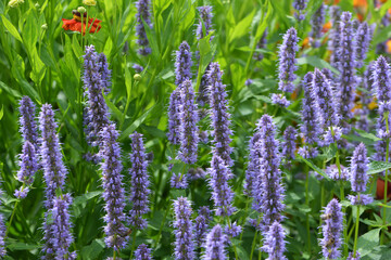 Asiatische Duftnessel,  Agastache rugosa ‘Blue Fortune, Teilansicht,  Einzelpflanzen mit blühender Sonnenbraut,  Helenium-Hybride im  Hintergrund