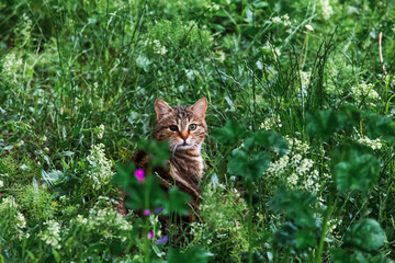 A young one-eyed cat among the fresh bushes in a meadow in details