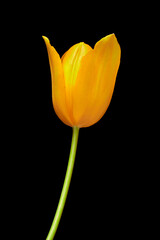 Fototapeta premium tulip flowers grow on a black background