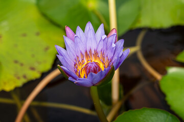 purple lotus flower in the pond