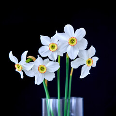 narcissus flowers grow on a black background