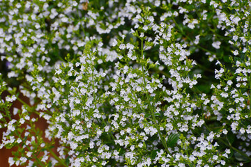 Kleinblütige Bergminze, Clinopodium nepeta spp. Nepeta © Peter Oetelshofen