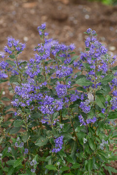 ..Bartblume, Caryopteris x clandonensis, Beyond Midnight