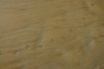 Fototapeta na wymiar Webbed footprints of a seagull on a brown sandy beach.