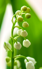 lily of the valley flowers grow against a background of green leaves
