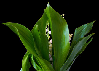 lily of the valley flowers grow against a background of green leaves