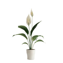 A potted Spathiphyllum flower is elegantly showcased against a crisp transparent background standing out beautifully on a clear transparent background