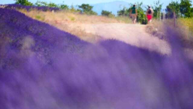 Lavender fields in bloom in Provence, France. Flowering seasons. Attraction trip for french vacation. Tourist people walking in the distance. Rack focus