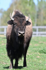 American bison animals farm theme