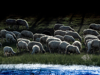 A herd of sheep are grazing in a field by a body of water. peaceful and serene