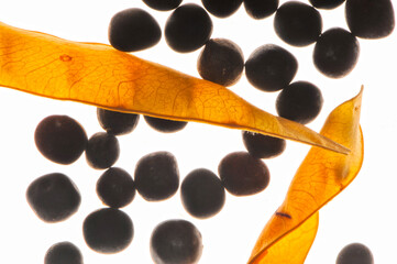 Futterwicke, Saat-Wicke, Vicia sativa, Samen, Wickensamen mit Schoten