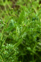 Futterwicke, Saat-Wicke, Vicia sativa, blühende Einzelpflanzen in einer Zwischenfruchtmischung