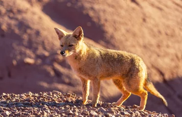 Gartenposter Fox in Patagonia © Galyna Andrushko