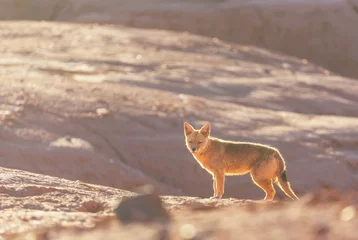 Tuinposter Fox in Patagonia © Galyna Andrushko
