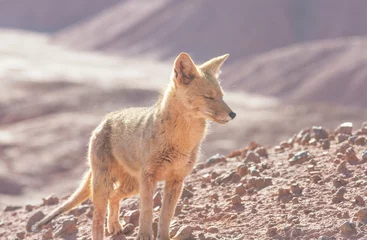 Outdoor-Kissen Fox in Patagonia © Galyna Andrushko