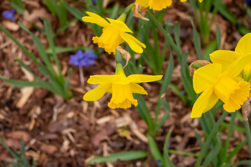 yellow daffodil in sunlight