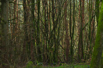 Naklejka premium trees in the forest