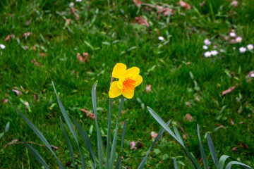 yellow daffodil in sunlight