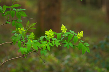 green leaves of a tree